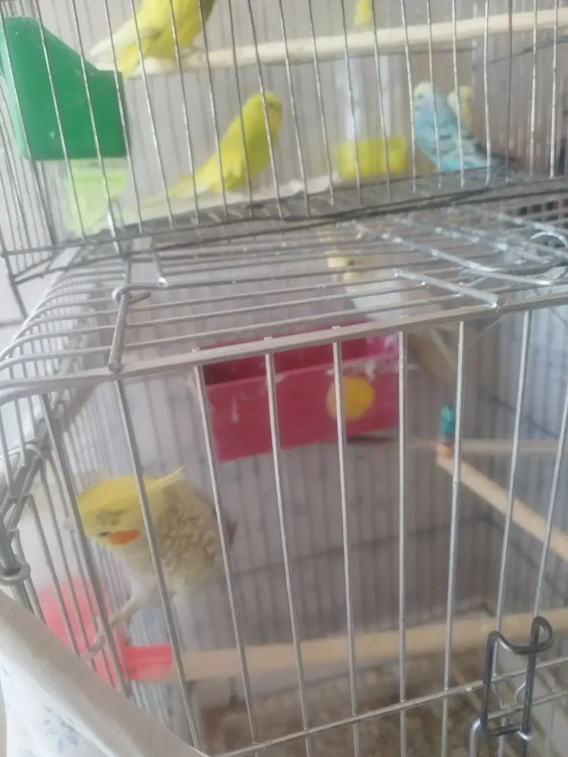 فروش چند پرنده توافقی عروس هلندی یه جفت مرغ عشق|پرنده|خبر, |دیوار