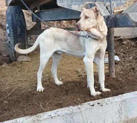 سگ سرابی|سگ|هشترود, |دیوار