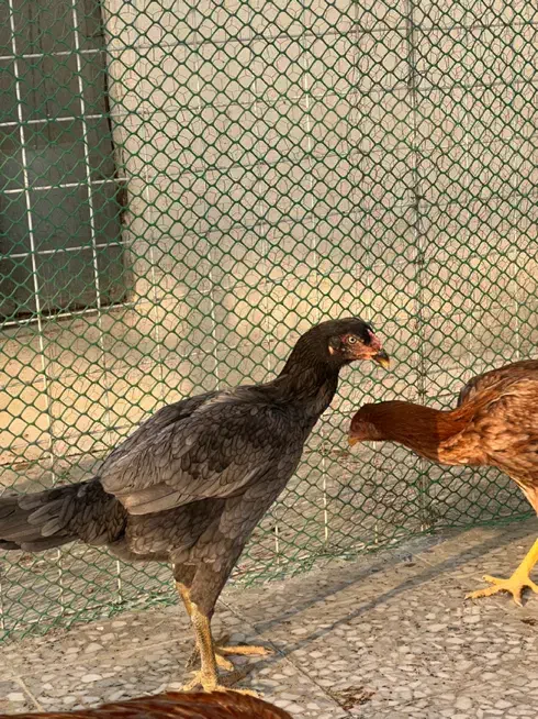 مرغ لاری|حیوانات مزرعه|اسلامشهر, شهرک توحید|دیوار