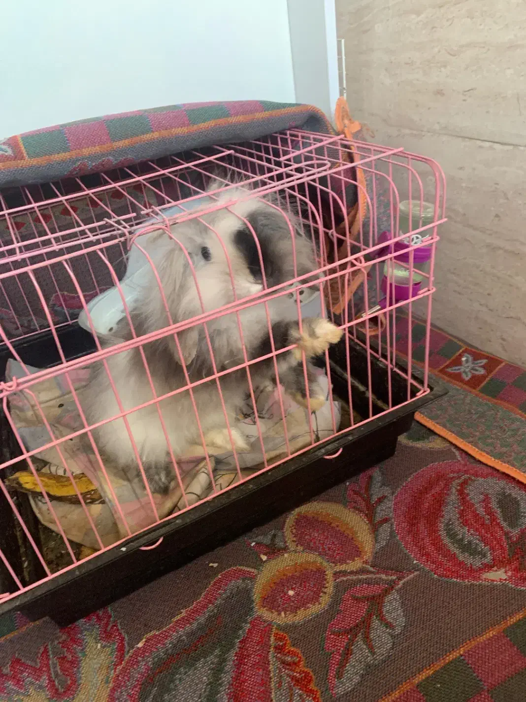 خرگوش لوپ|موش و خرگوش|باقرشهر, |دیوار