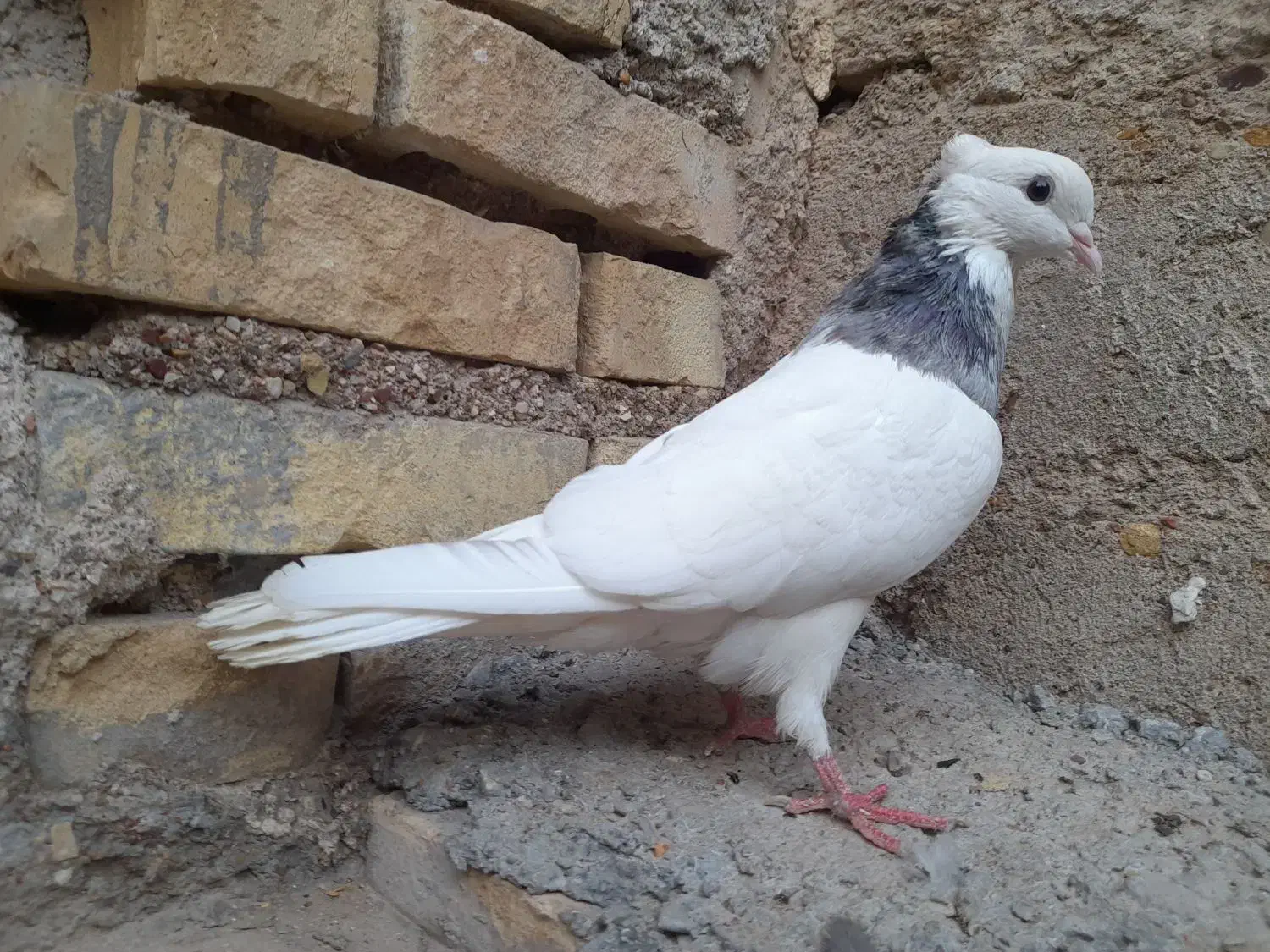 کفتر طوقی هفت رنگ|پرنده|اهواز, کوی طلاب|دیوار