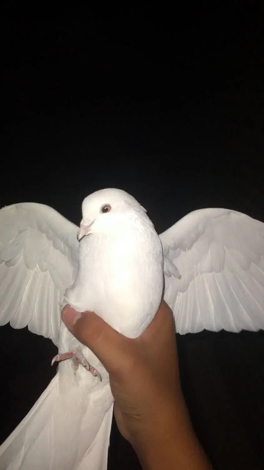 کبوتر|پرنده|حبیب آباد, |دیوار