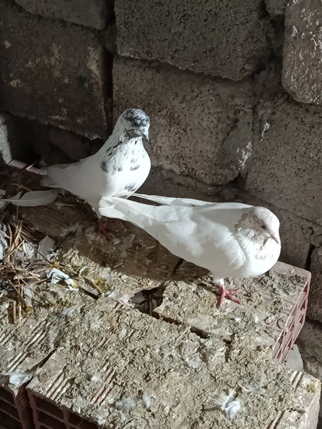 کبوتر|پرنده|نیر (اردبیل), |دیوار