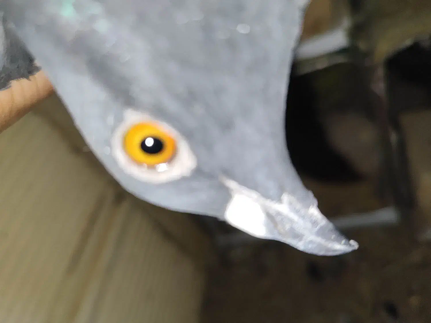 یک جفت پلاکی زاغ|پرنده|شهرضا, |دیوار