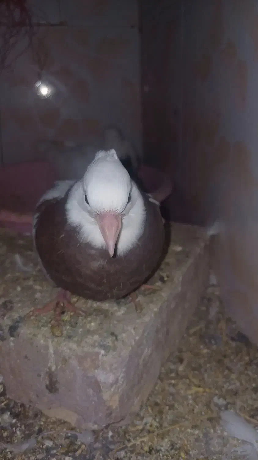 کبوتر . پلاکی .طوقی .سوسکی .|پرنده|فریدونشهر, |دیوار