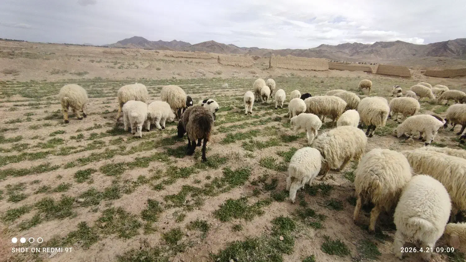 68000000|حیوانات مزرعه|آباده, |دیوار