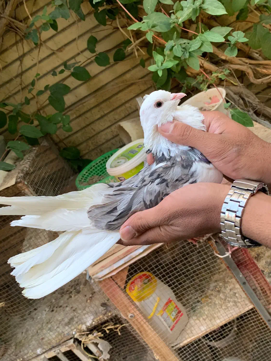 کبوتر|پرنده|شاهین‌شهر, شهرک گلدیس|دیوار