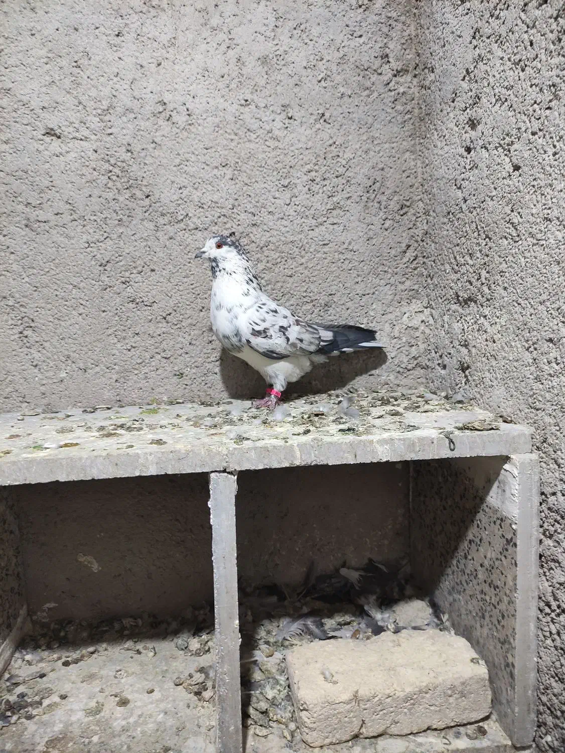 نر سوسکی شکار|پرنده|نجف‌آباد, فیروزآباد|دیوار