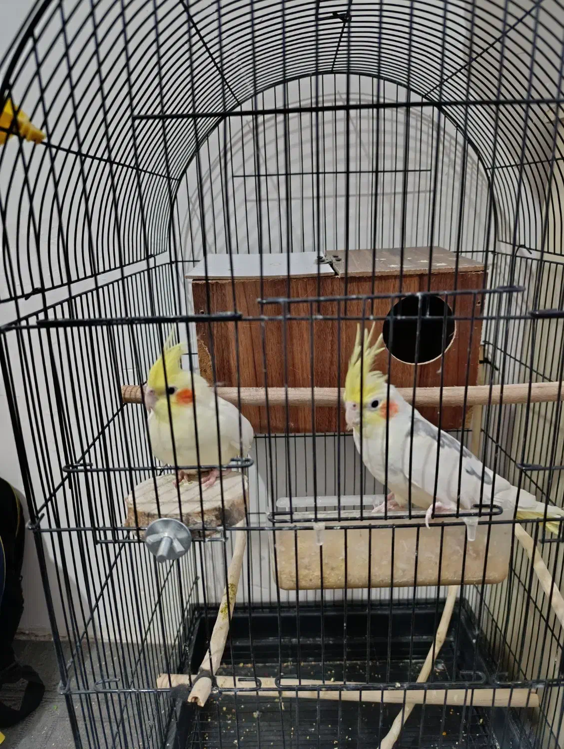 عروس|پرنده|مشهد, شهید آوینی|دیوار