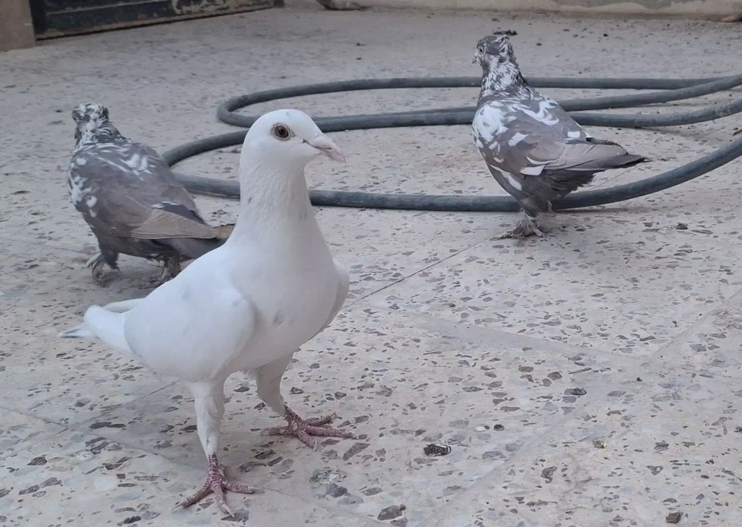 کبوتر|پرنده|شیراز, مسکن مهر شیراز|دیوار