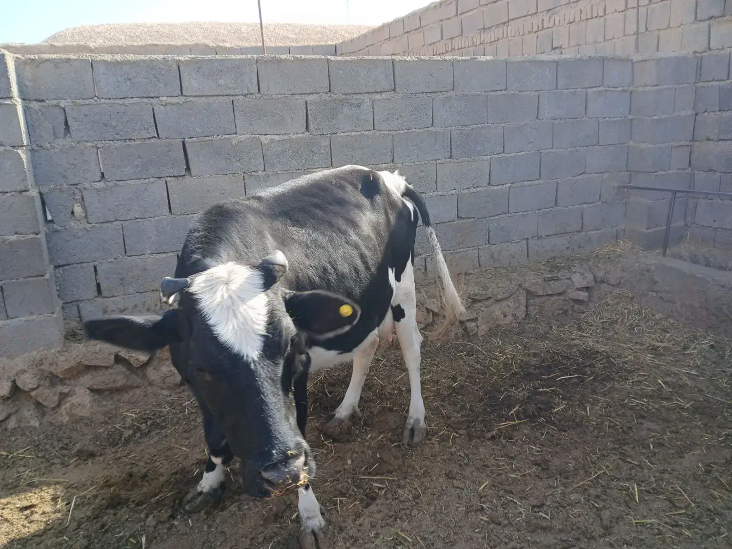 مبلغ 130|حیوانات مزرعه|گزیک, |دیوار