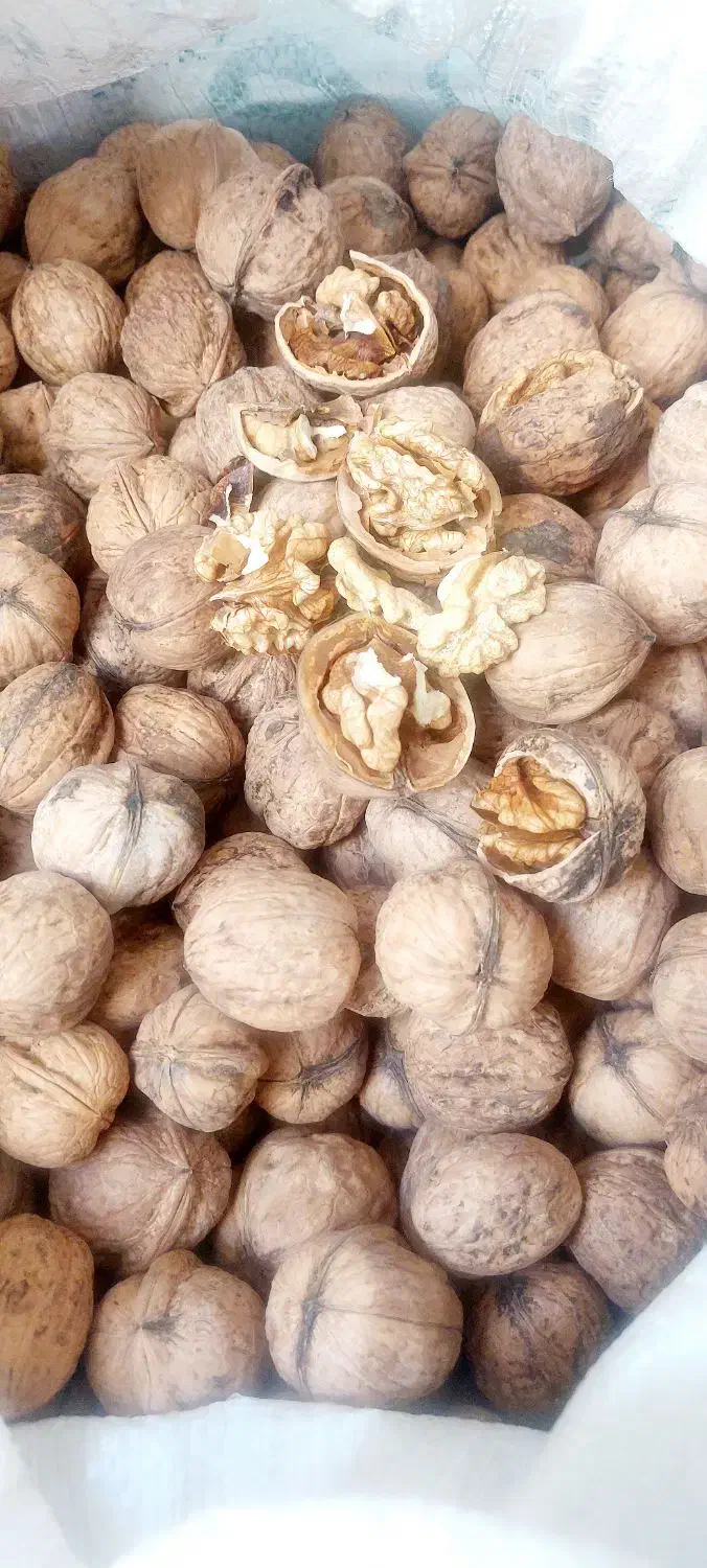 گردو کاغذی پرچرب|خوردنی و آشامیدنی|شاهدشهر, |دیوار