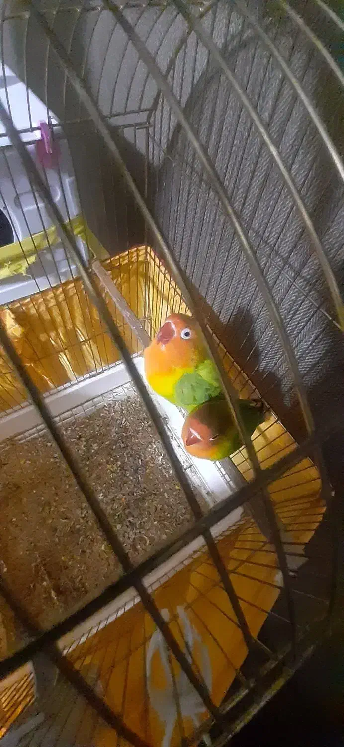 کوتوله برزیلی باهمه ی وسایل هاش|پرنده|ماهدشت, |دیوار