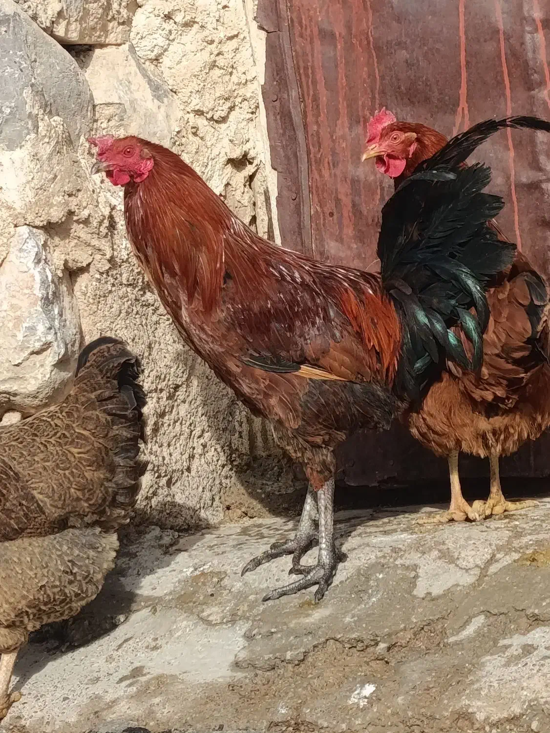 حراج خروس|حیوانات مزرعه|فیروزآباد (لرستان), |دیوار