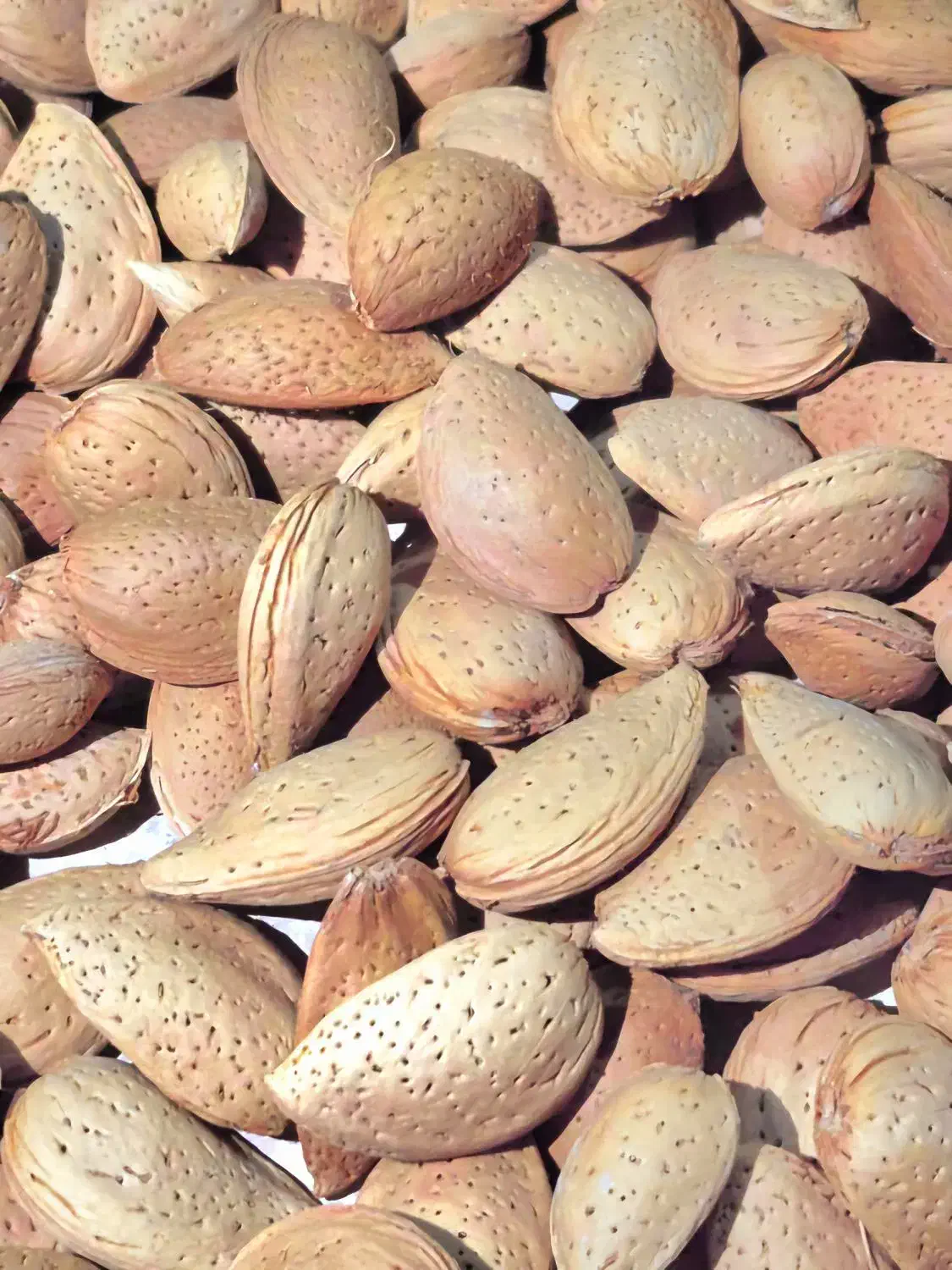 بادام سنگی|خوردنی و آشامیدنی|شیراز, قلات|دیوار
