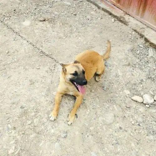 سگ پا کوتاه نر|سگ|پاکدشت, پاکدشت (مامازند)|دیوار