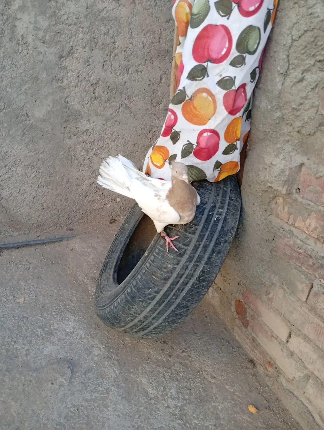 کله ای و زاغ|پرنده|بم, |دیوار