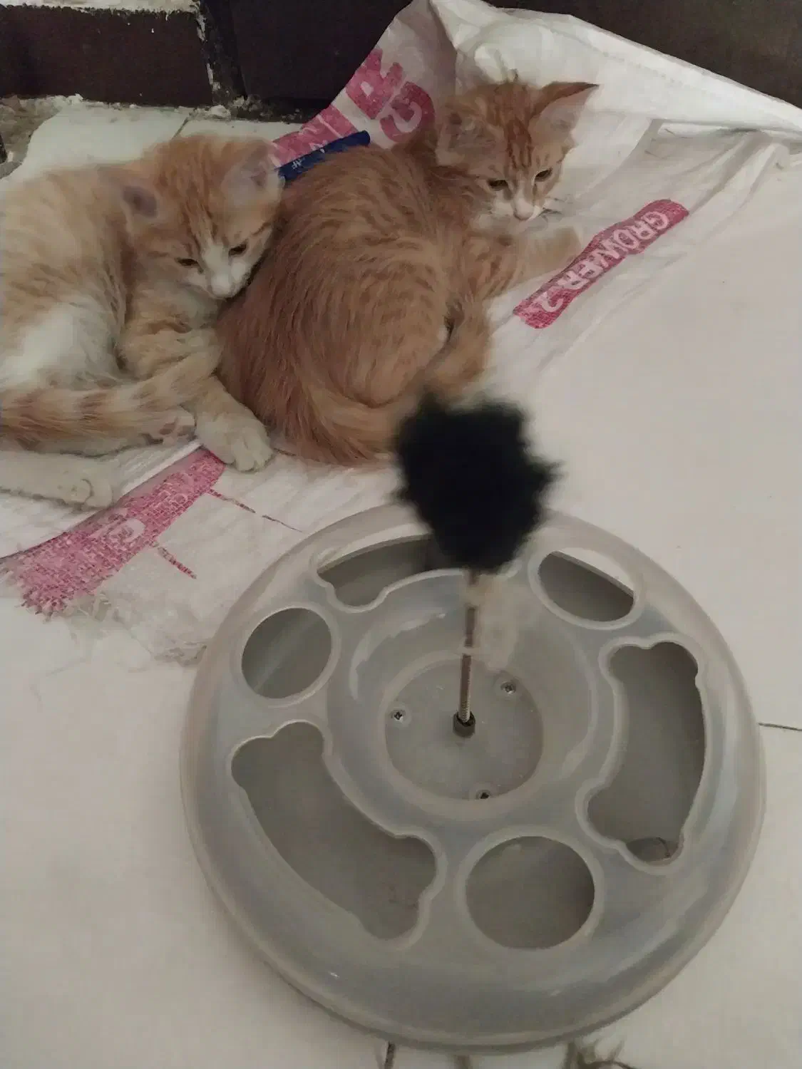 گربه نارنجی سفید|گربه|فردیس, فردیس|دیوار