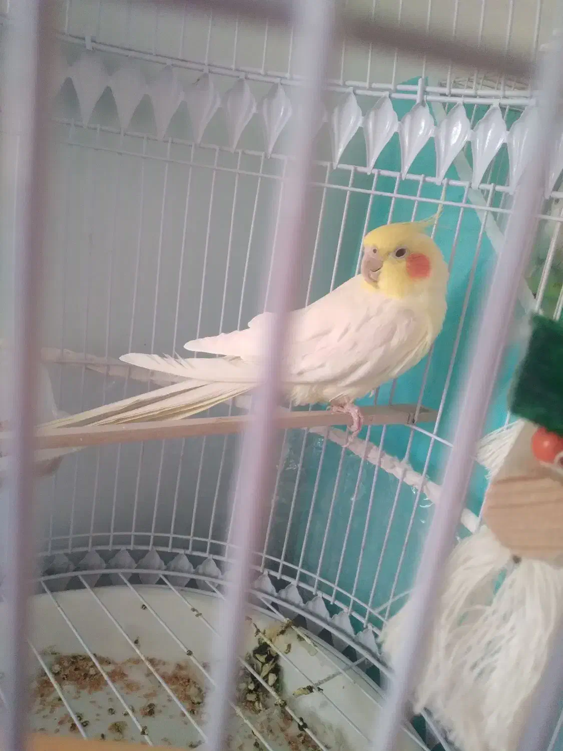 عروس هلندی لوتینو نر|پرنده|تربت‌حیدریه, داروپخش|دیوار