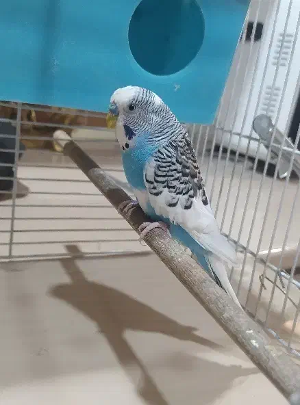 مرغ عشق|پرنده|تهران, یافت‌آباد|دیوار