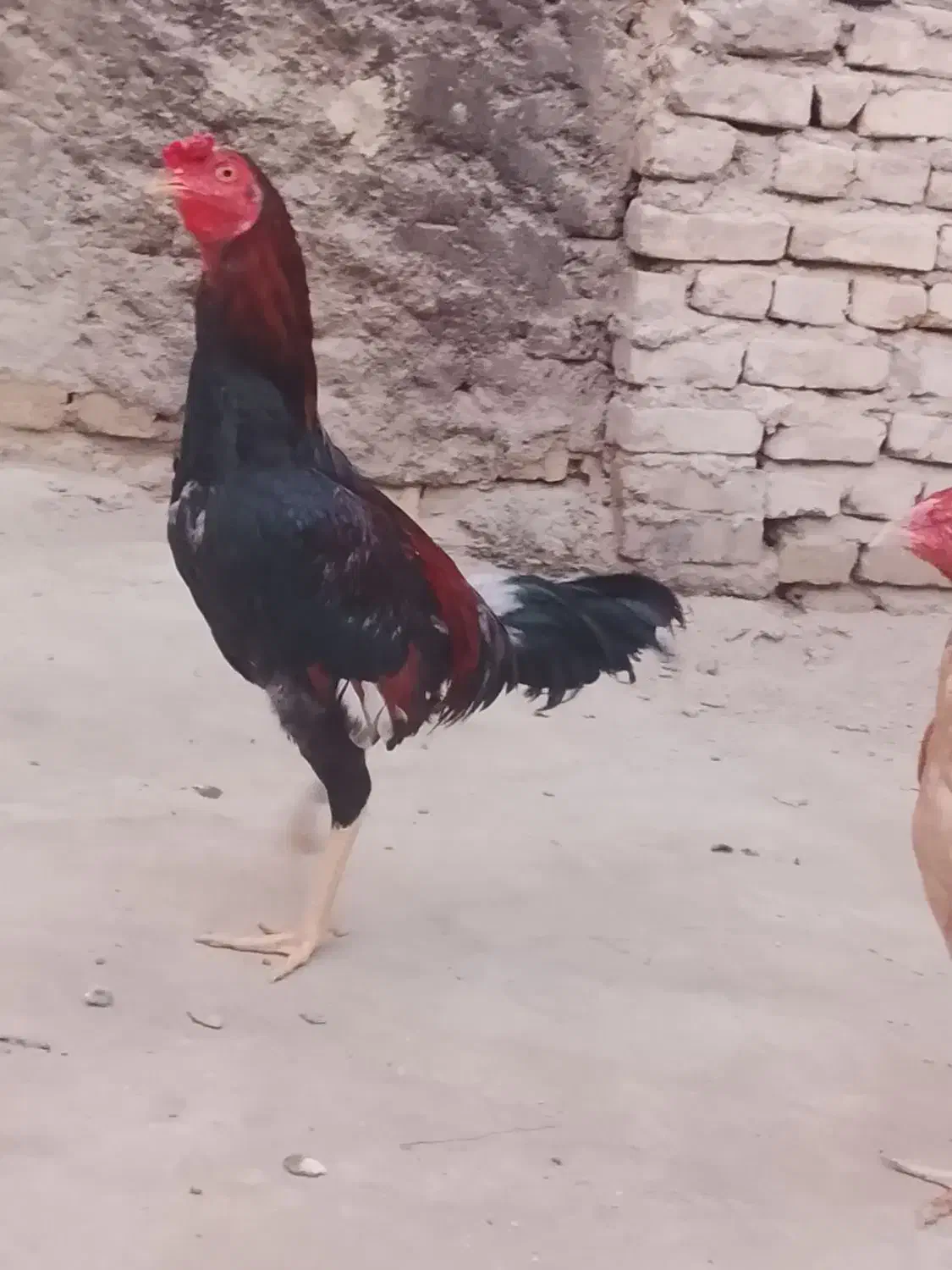 خ ر. و س و ماکیان|حیوانات مزرعه|سراوان, |دیوار