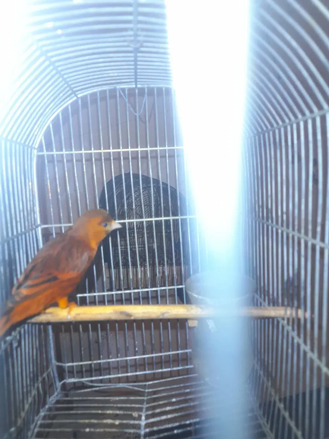 سهره قناری سرخ مست|پرنده|شیراز, شیخ علی چوپان|دیوار