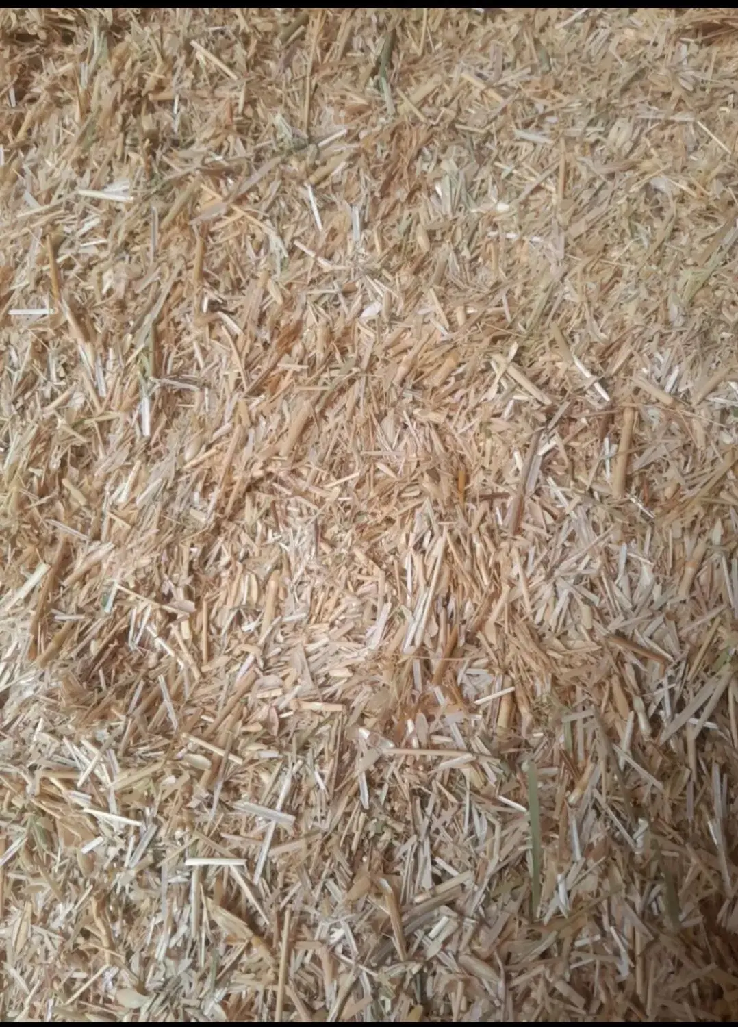 کاه گندم|لوازم جانبی حیوانات|دورود, |دیوار