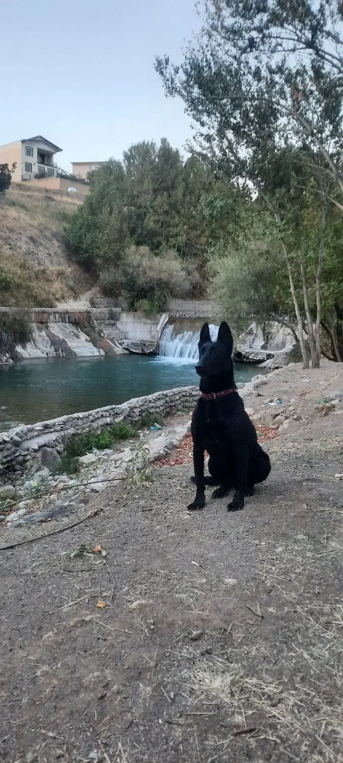 سگ ماینوز مشگی|سگ|آبیک, |دیوار