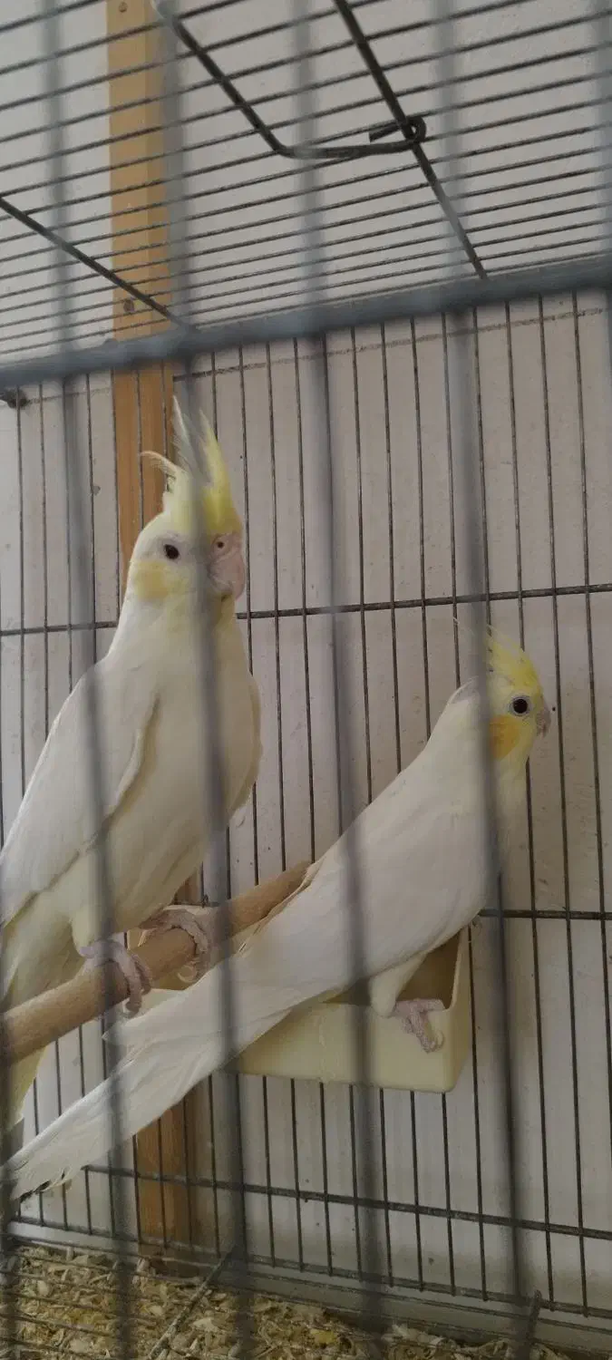 دو جفت عروس هلندی|پرنده|قم, شهرک مهدیه (مدرس)|دیوار