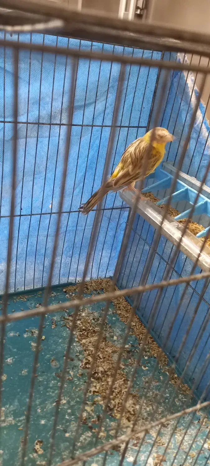 قناری ماده|پرنده|خمینی‌شهر, |دیوار