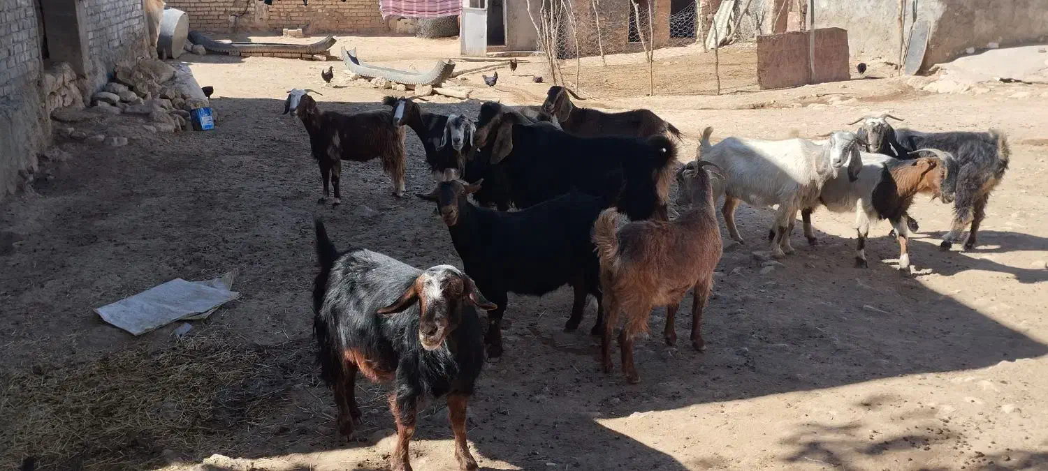 بزداشت|حیوانات مزرعه|کوهدشت, |دیوار