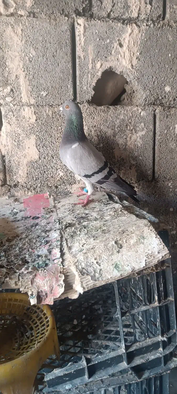 کبوتر پلاکی|پرنده|قلعه قاضی, |دیوار