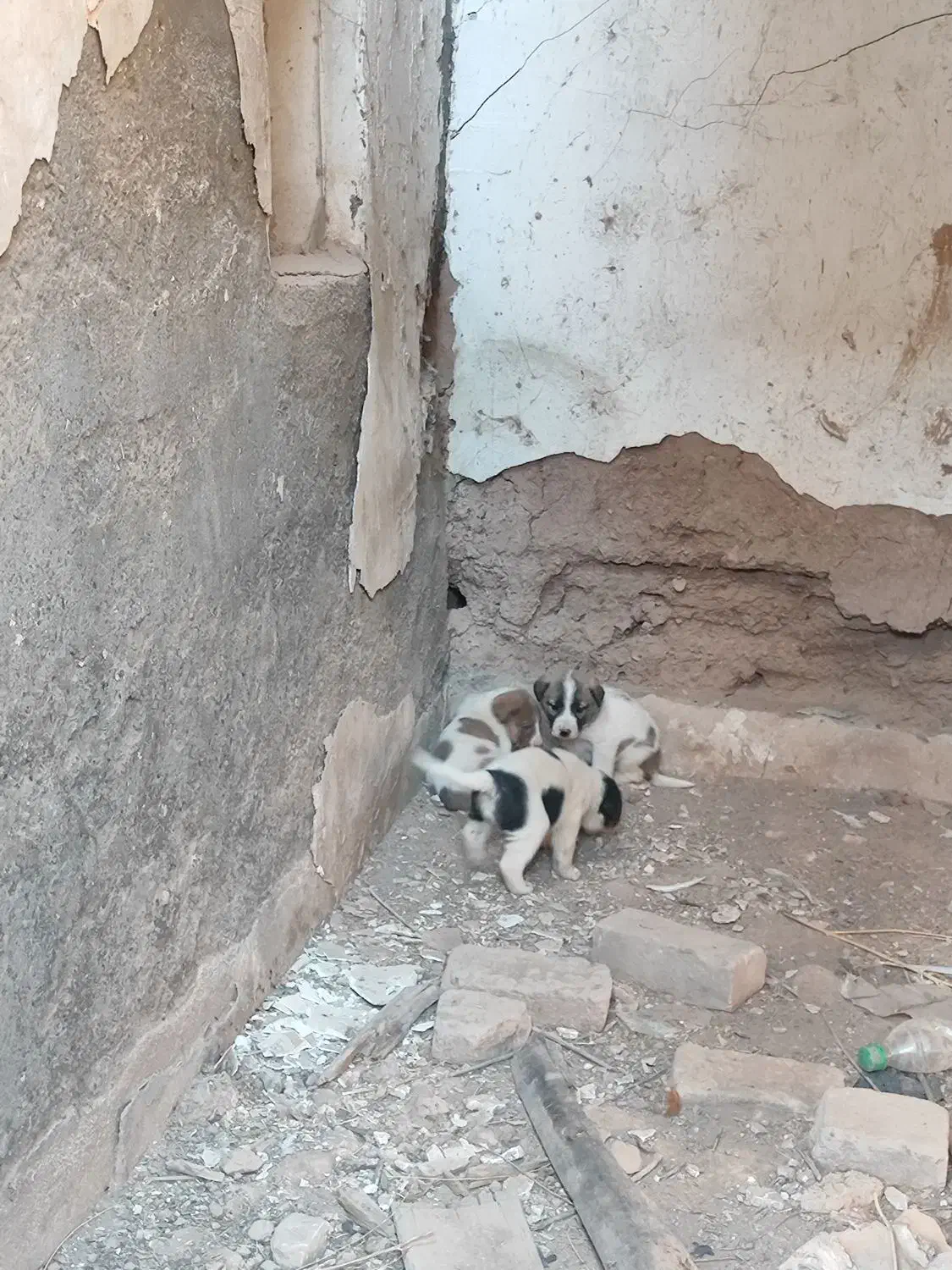 توله|سگ|نیشابور, گنبد سبز|دیوار