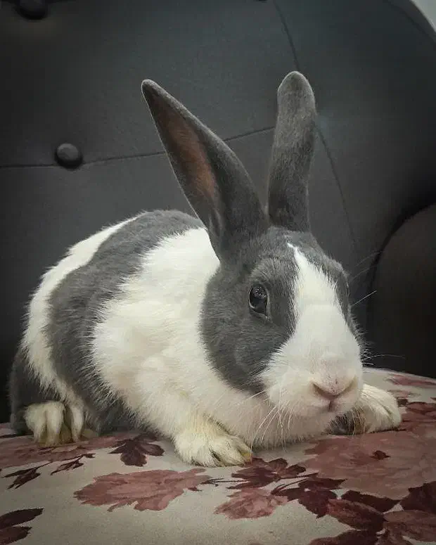 واگذاری رایگان یک خرگوش نر بالغ سالم و سرحال|موش و خرگوش|رشت, آتشگاه|دیوار