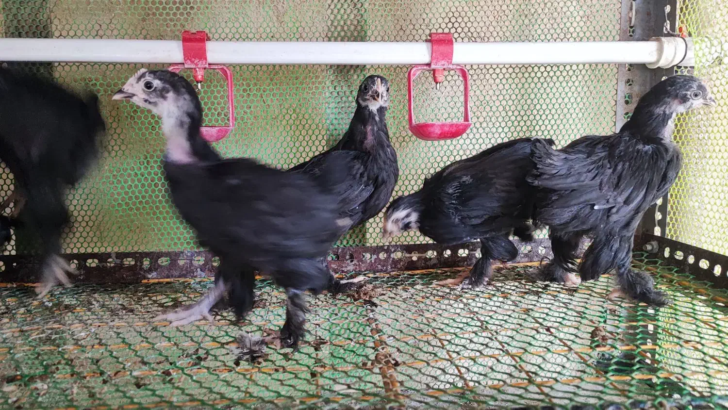 جوجه مرندی|حیوانات مزرعه|شیراز, قلات|دیوار