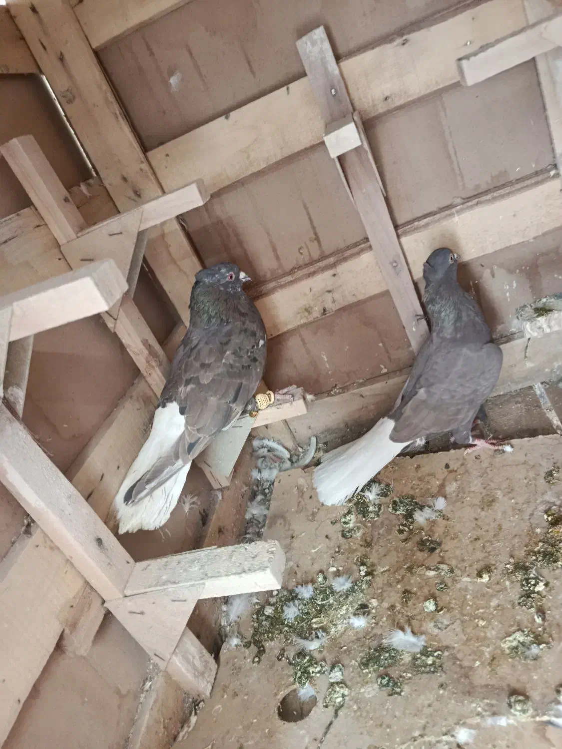 کفتر|پرنده|شیراز, نارنجستان|دیوار