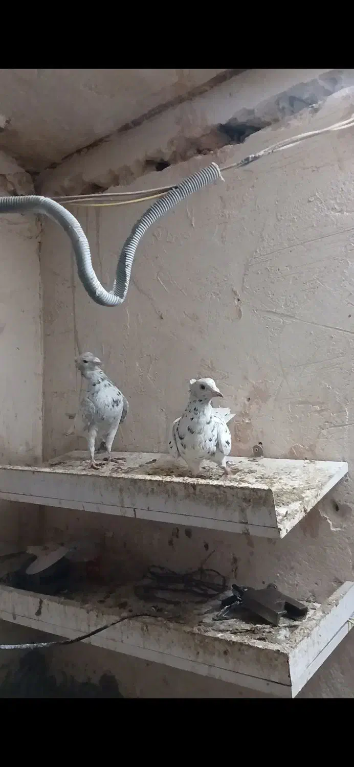 کفتر جفتگاه|پرنده|سبزوار, ایزی شهر|دیوار