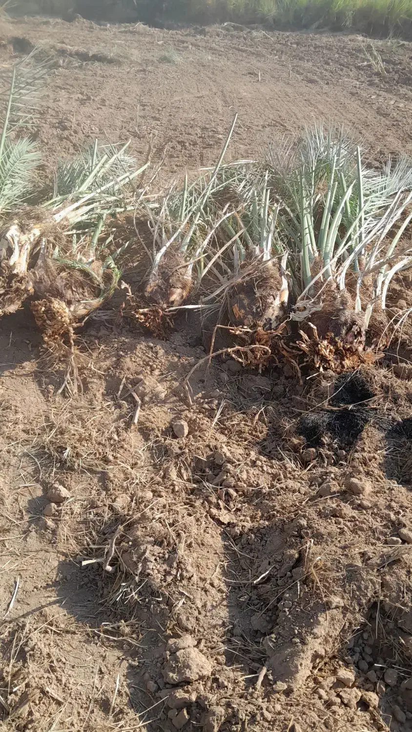 پاجوش جوش نخل سعمران درجه یک موجود|خدمات باغبانی و درختکاری|اهواز, کارون|دیوار