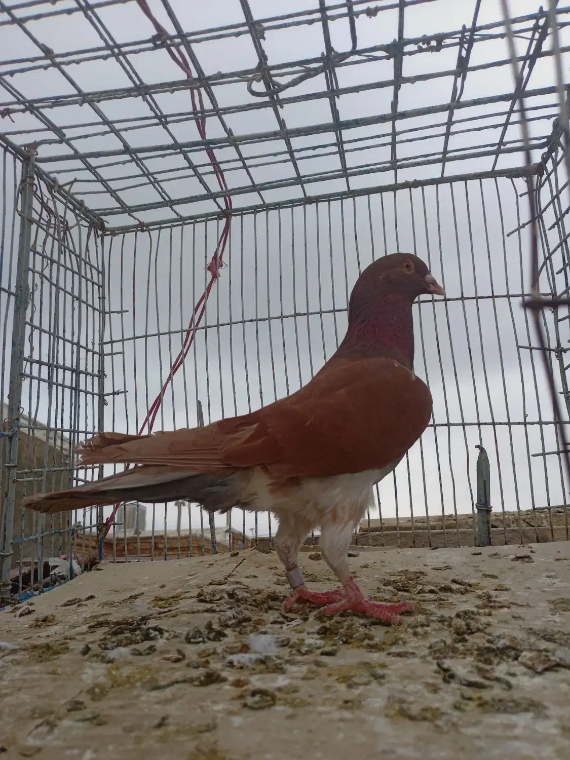 کبوتر|پرنده|جغتای, |دیوار