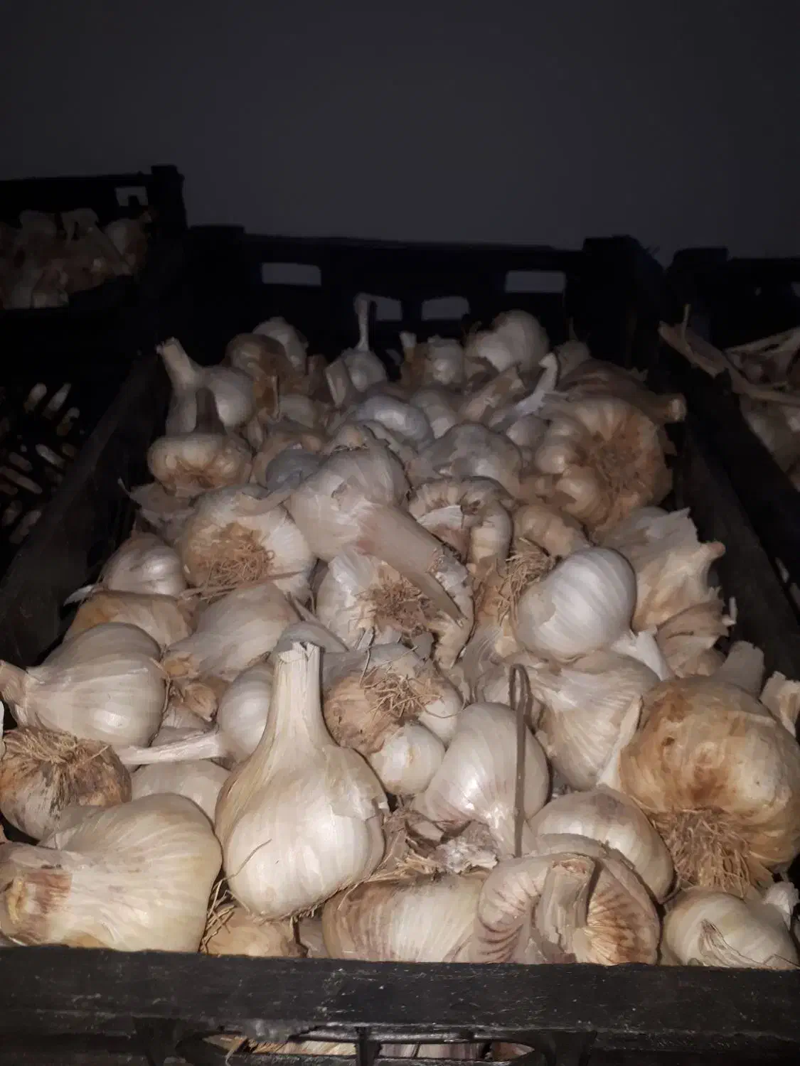 فروش سیر درجه یک ابواسحاق|خوردنی و آشامیدنی|فلارد, |دیوار