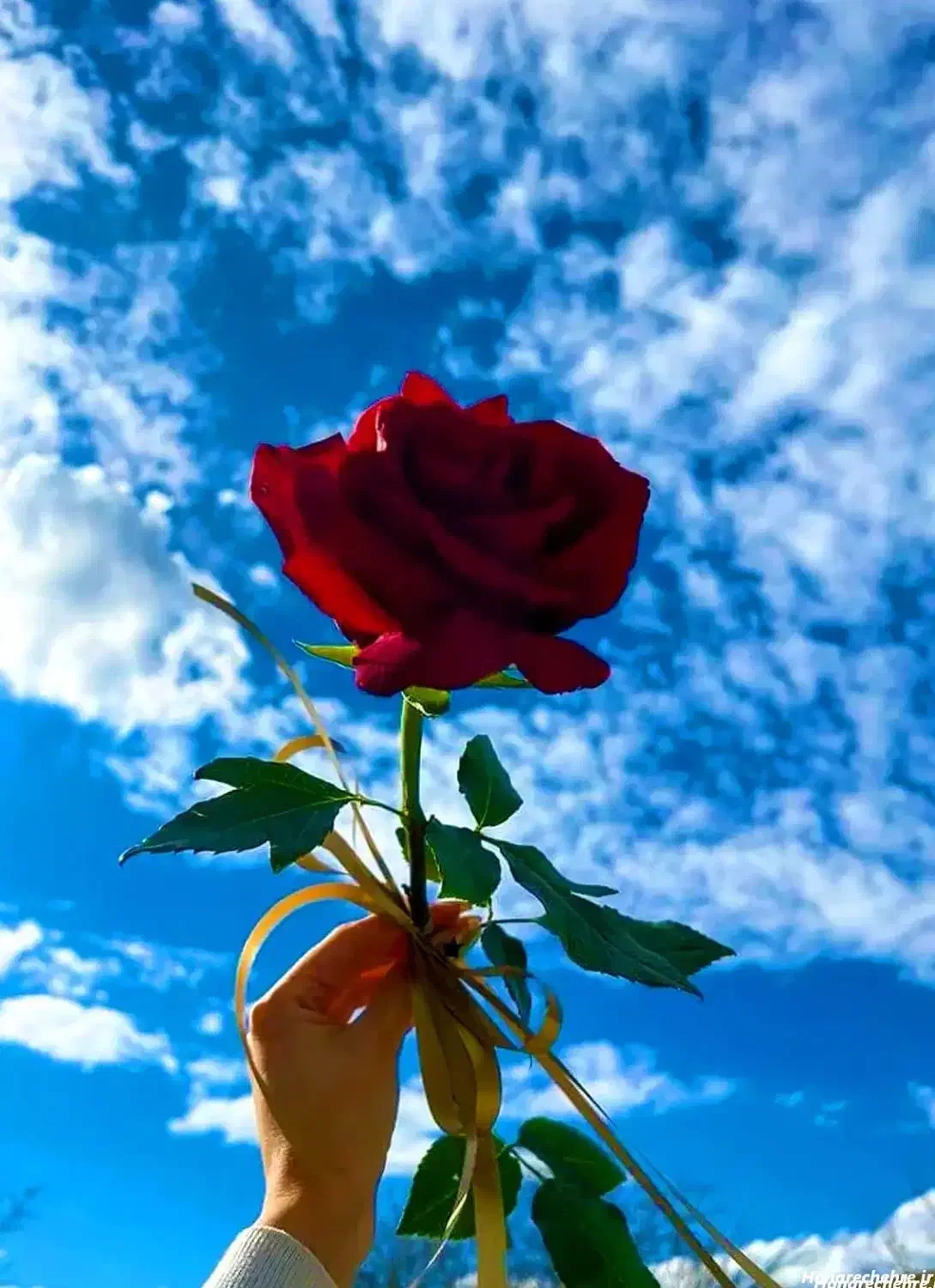 کارت ملی گم شده|اشیا|کنگاور, |دیوار