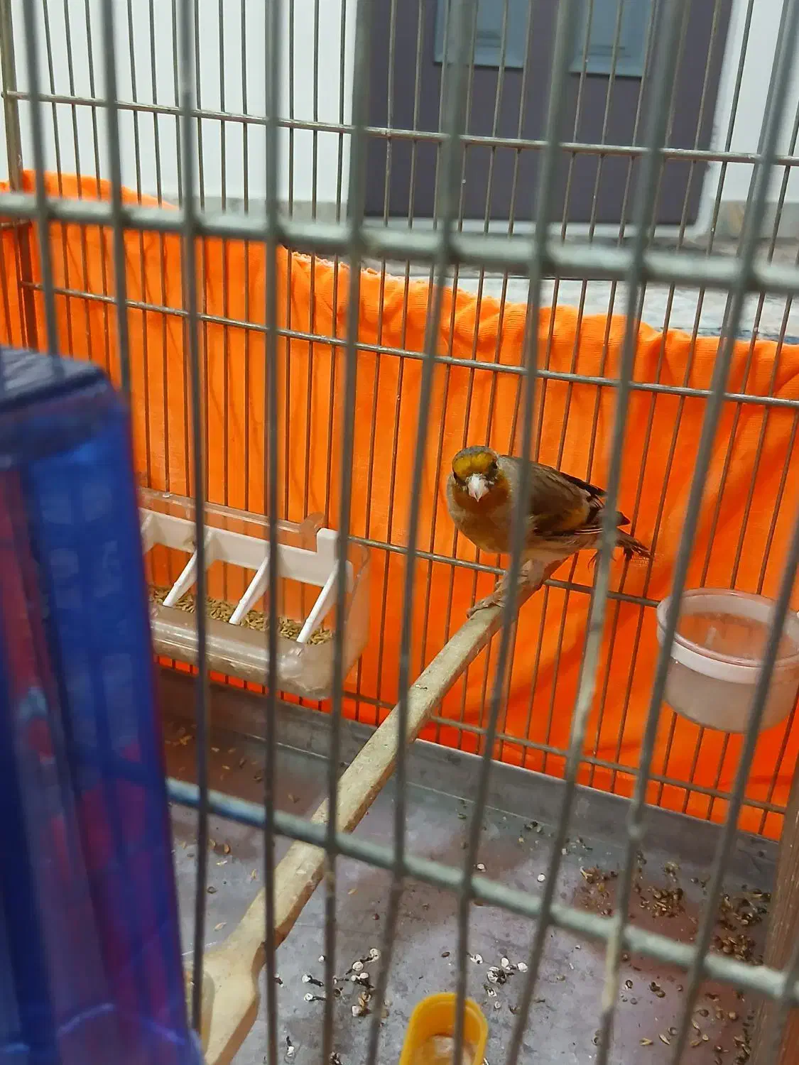 سره قناری بخون|پرنده|تهران, مسعودیه|دیوار