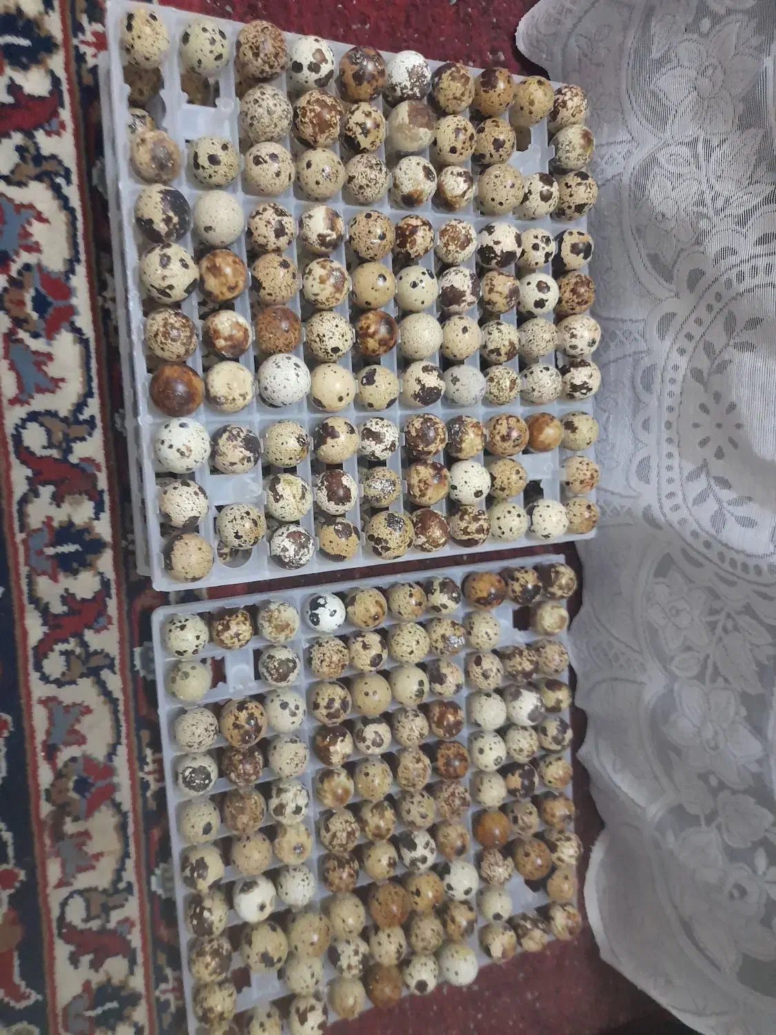 تخم بلدرچین  خوراکی|حیوانات مزرعه|یزد, |دیوار