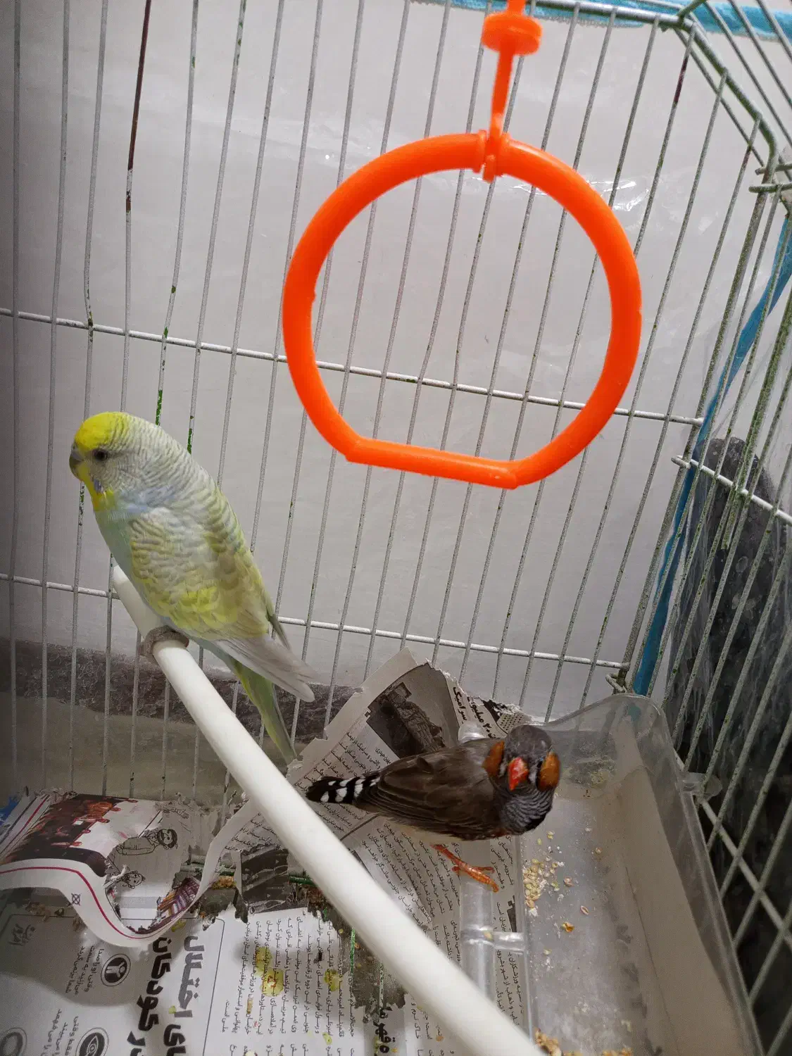 مرغ عشق ماده با فنچ به فروش می رسد|پرنده|بیرجند, |دیوار