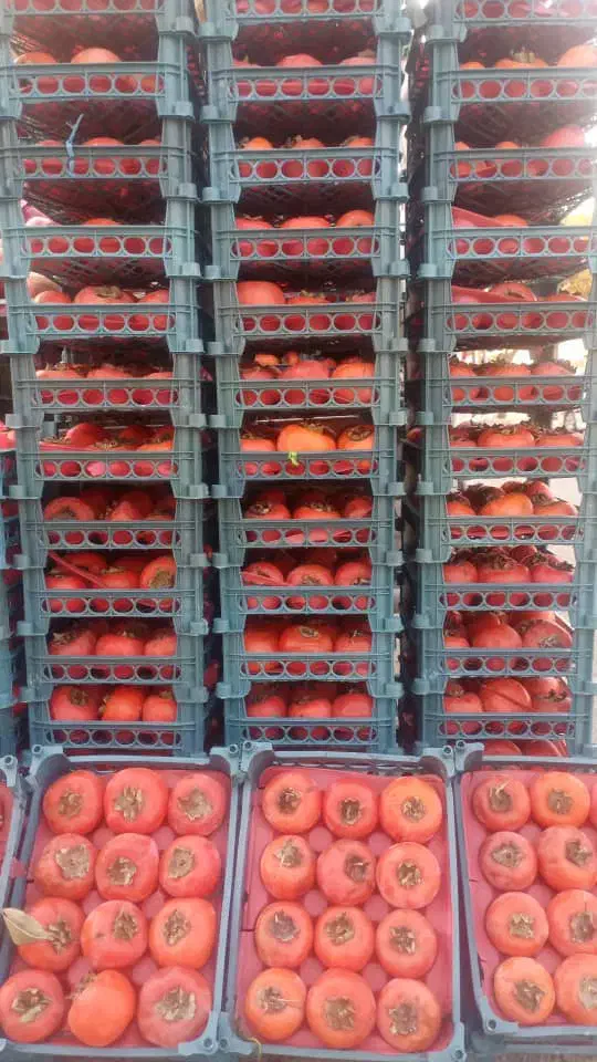 خرمالو درجه یک|خوردنی و آشامیدنی|اصفهان, خاتونآباد|دیوار