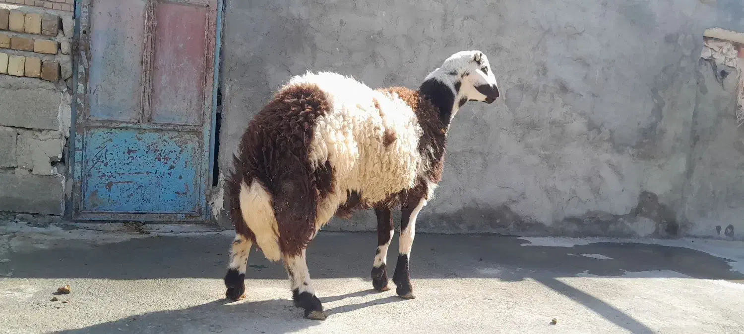 بره نر پلنگی|حیوانات مزرعه|کوهدشت, |دیوار