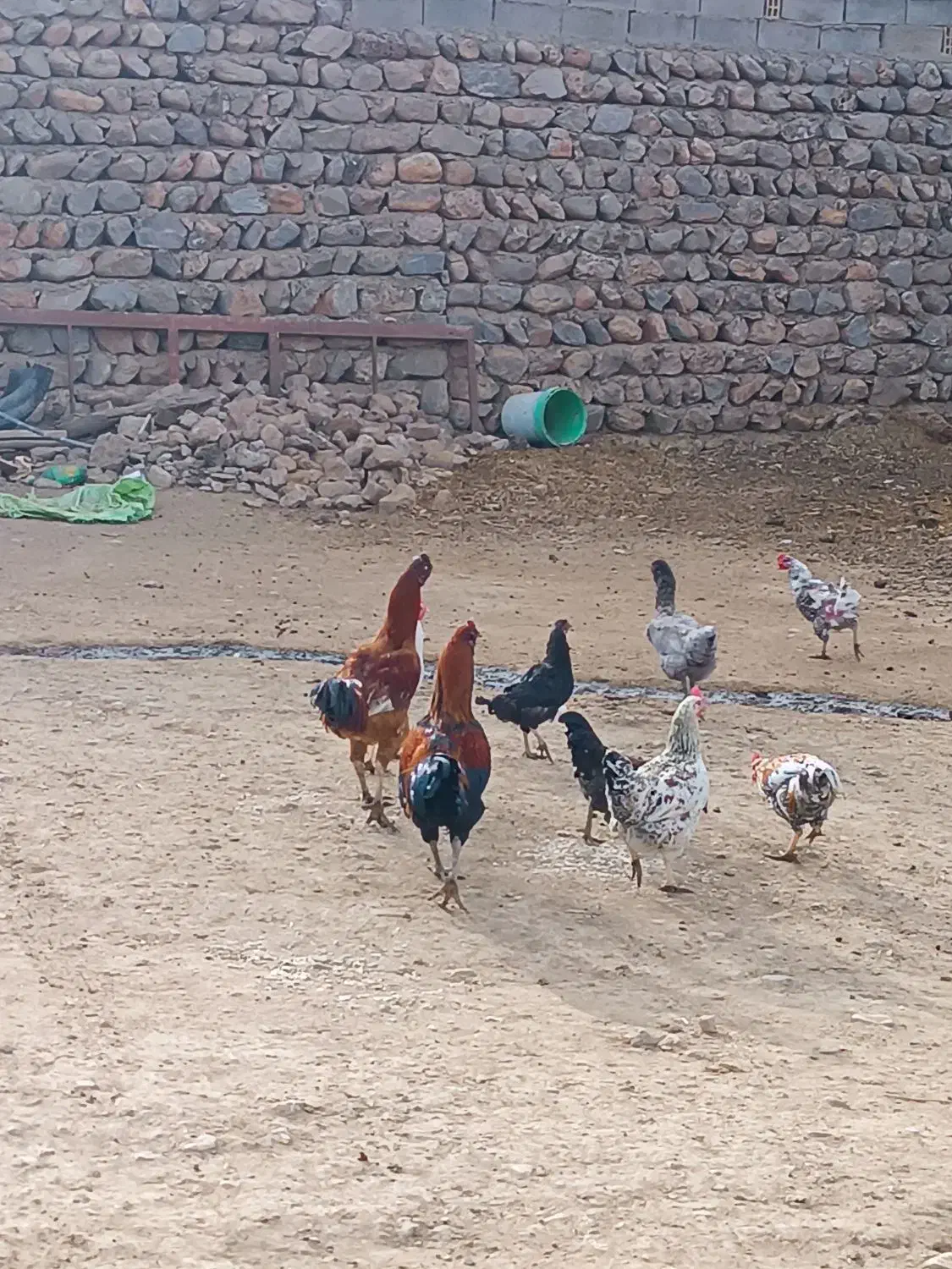مرغ محلی و خروس لاری|حیوانات مزرعه|چگنی, |دیوار