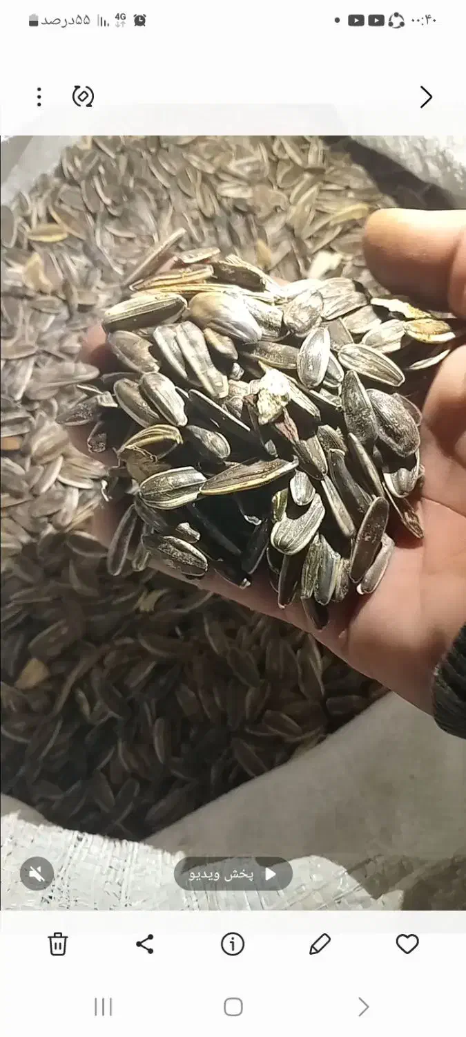 تخمه کانادایی s400کشت اول|خوردنی و آشامیدنی|کنگاور, |دیوار