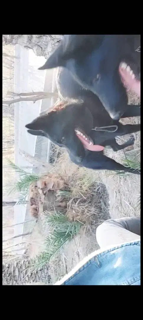 واگذاری توله ژرمن بلک ورک لاین و شولاین|سگ|کهنوج, |دیوار