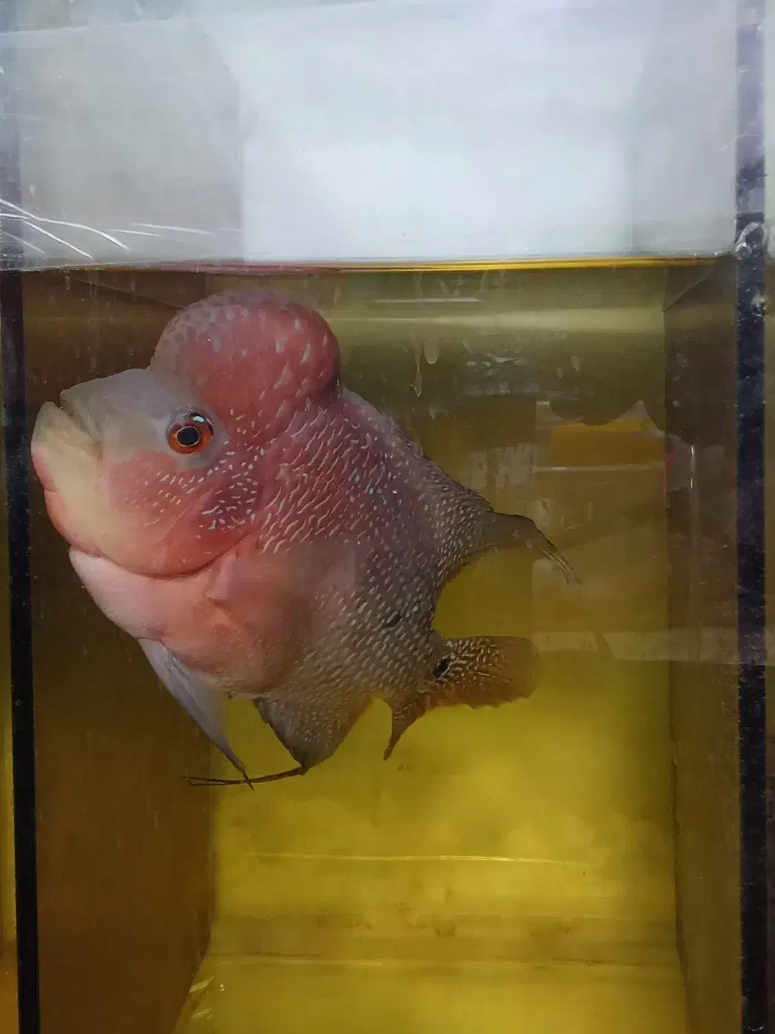 فروش فلاور|ماهی|مرودشت, مسجد رسول‎|دیوار